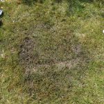 Zielony zakatek ogrody Konstancin