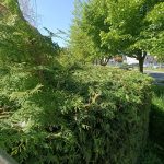 Zielony zakatek ogrody Konstancin