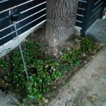 Zielony zakatek ogrody Konstancin