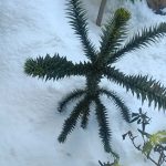 Zielony zakatek ogrody Konstancin