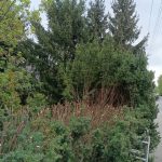 Zielony zakatek ogrody Konstancin