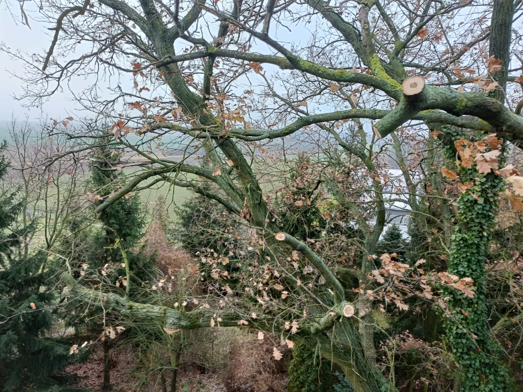 Zielony zakatek ogrody Konstancin