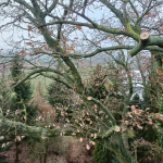 Zielony zakatek ogrody Konstancin