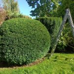 Zielony zakatek ogrody Konstancin